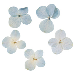 گل خشک هورتانسیا آبی و سفید