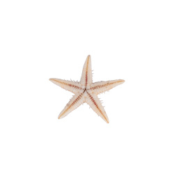 ستاره دریایی کوچک