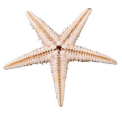 ستاره دریایی متوسط