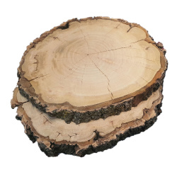 چوب گلابی قطر 28 تا 32 سانت