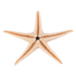 ستاره دریایی بزرگ