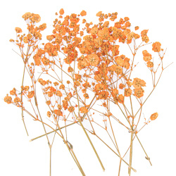 گل خشک عروس نارنجی