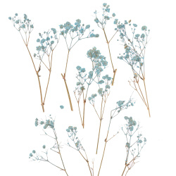 گل خشک عروس آبی آسمانی