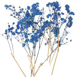 گل خشک عروس آبی کاربنی
