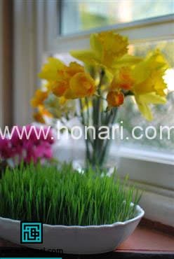 آموزش درست کردن سبزه عید